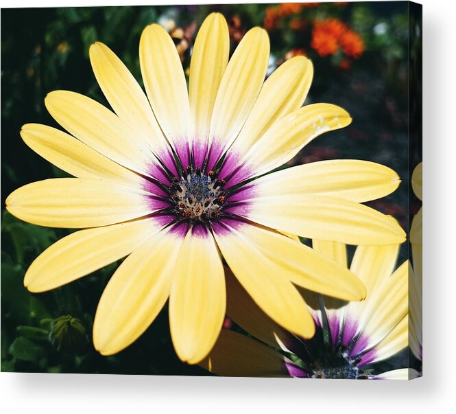 Flower Acrylic Print featuring the photograph Pretty Eyed Flower by Dani McEvoy