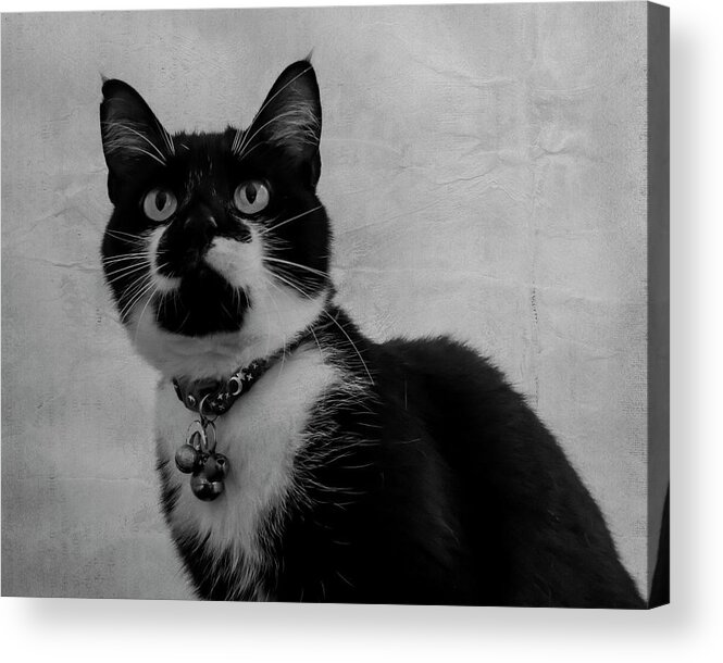 Cat Acrylic Print featuring the photograph Pretty Kitty by Cathy Kovarik