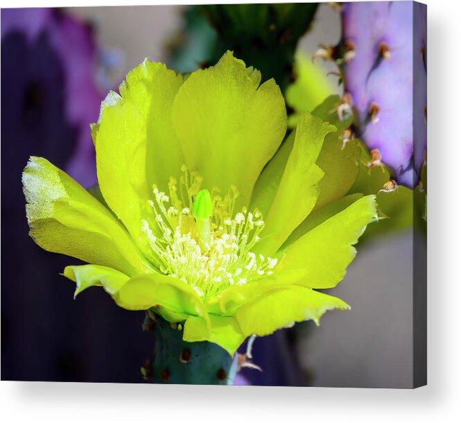 Floral Acrylic Print featuring the photograph Prickly Pear Flower 25105 by Mark Myhaver