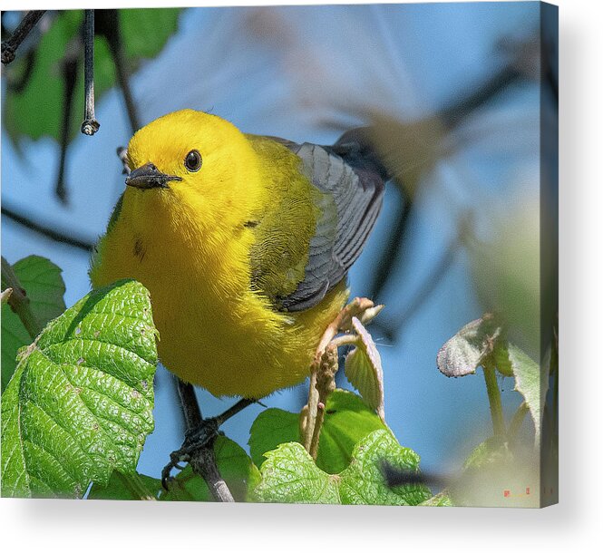 Nature Acrylic Print featuring the photograph Prothonotary Warbler DSB0373 by Gerry Gantt
