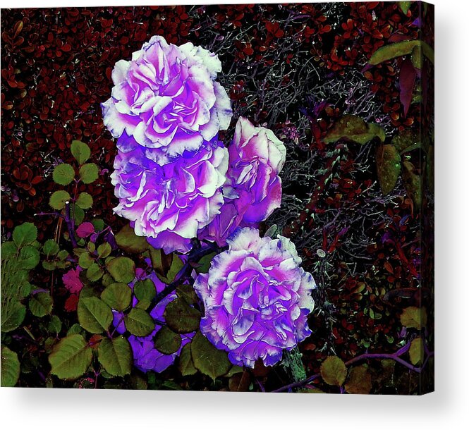 Flower Acrylic Print featuring the photograph Purple Down Shot by Andrew Lawrence