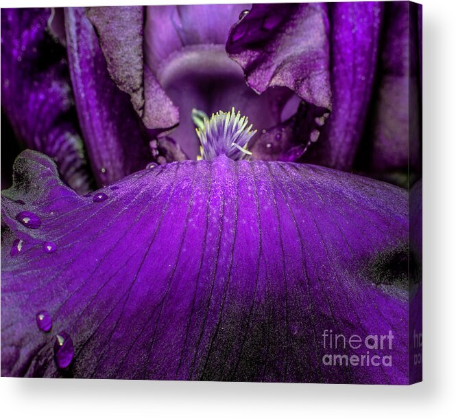 Purple Acrylic Print featuring the photograph Purple Flower by Gemma Mae Flores Sellers