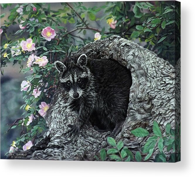 Raccoon Acrylic Print featuring the painting Raccoon Heaven by Linda Becker