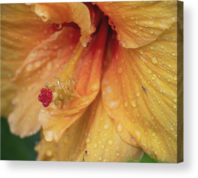 Hibiscus Acrylic Print featuring the photograph Rain Kissed by M Kathleen Warren
