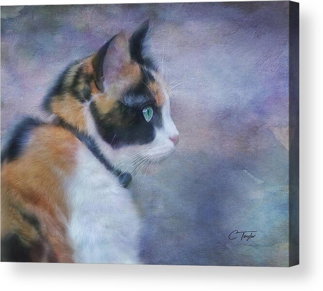 Cats Acrylic Print featuring the mixed media The Calico Staredown by Colleen Taylor