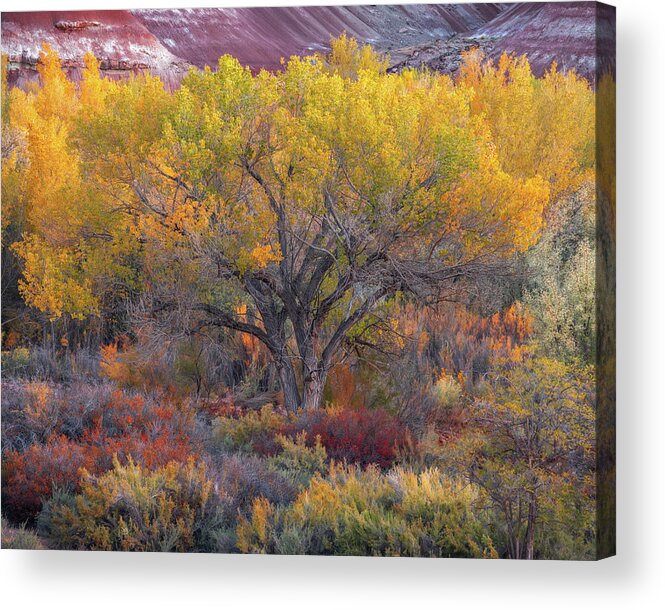 Utah Acrylic Print featuring the photograph Rainbow Desert by Dustin LeFevre
