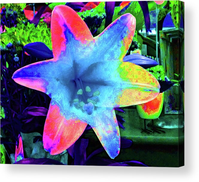 Lily Acrylic Print featuring the photograph Rainbow Lily by Andrew Lawrence