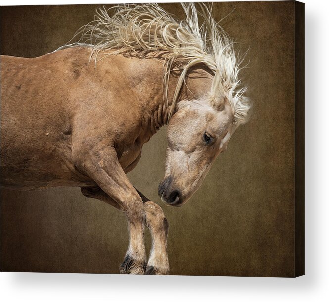 Wild Horses Acrylic Print featuring the photograph Raw Power by Mary Hone