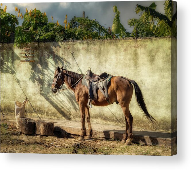 Horse Acrylic Print featuring the photograph Reckless friendship by Micah Offman