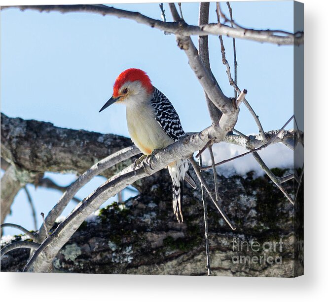 Medium Woodpecker Acrylic Print featuring the photograph Red-bellied Woodpecker by Ilene Hoffman