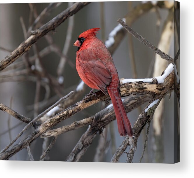 Cardinal Acrylic Print featuring the photograph Red Crested by James Overesch