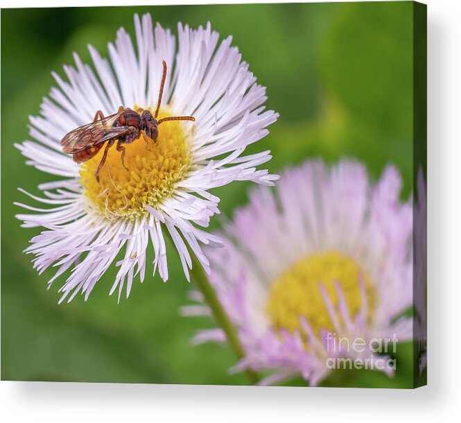 Red Acrylic Print featuring the photograph Red Cuckoo Bee on Erigeron annuus by Gemma Mae Flores Sellers