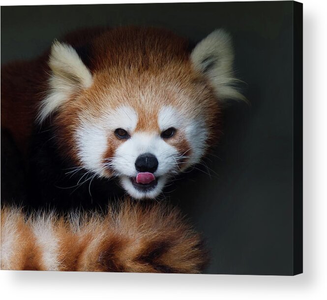 Red Panda Acrylic Print featuring the photograph Red Panda Tongue Out by CR Courson