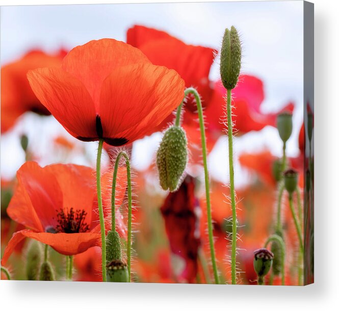 Red Acrylic Print featuring the photograph Red Poppies in a Field by Catherine Avilez