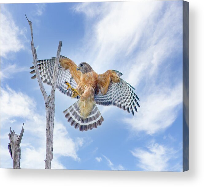Red Shouldered Hawk Acrylic Print featuring the photograph Red Shouldered Hawk Landing by Mark Andrew Thomas