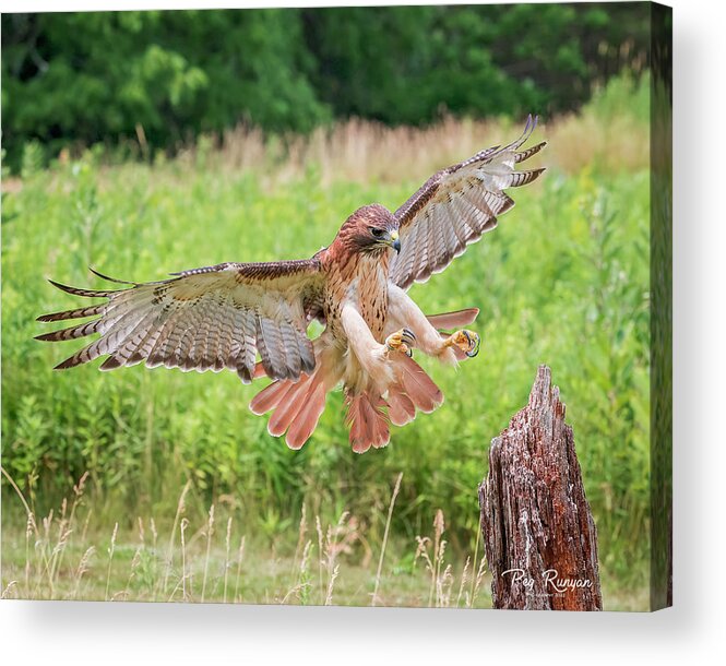 Hawk Acrylic Print featuring the photograph Red Tail by Peg Runyan