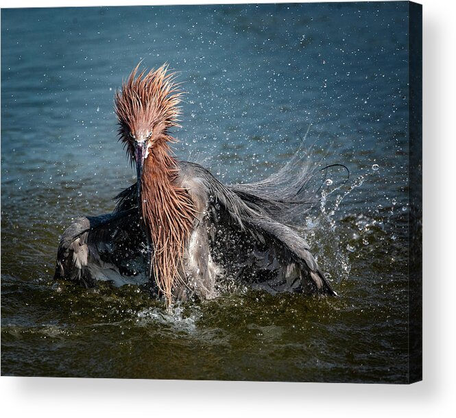 Bathtime Acrylic Print featuring the photograph Reddish Egret Bathtime by Jaki Miller