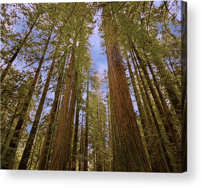 Loree Johnson Acrylic Print featuring the photograph Redwood forest by Loree Johnson