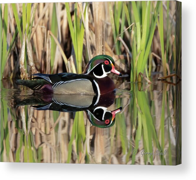 Nature Acrylic Print featuring the photograph Reflecting With The Cattails by Gerry Sibell