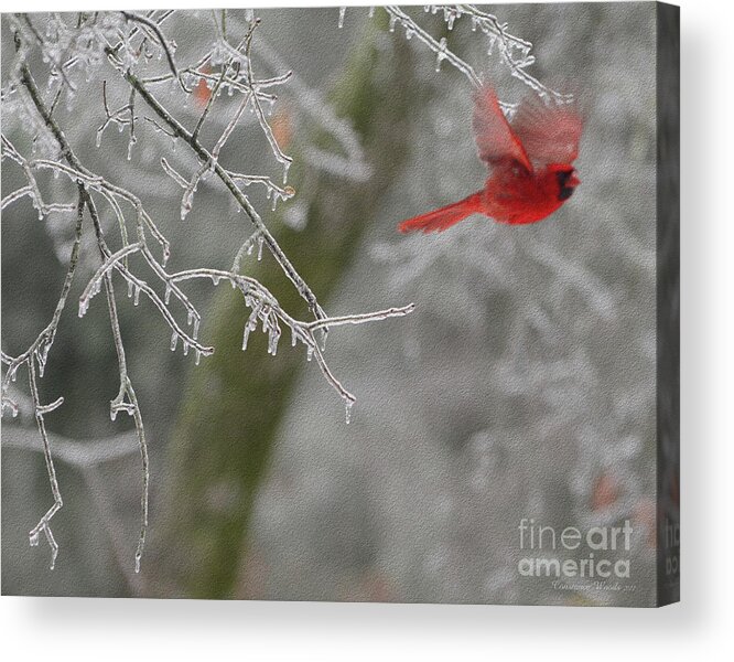Bird Acrylic Print featuring the digital art Released To Soar by Constance Woods