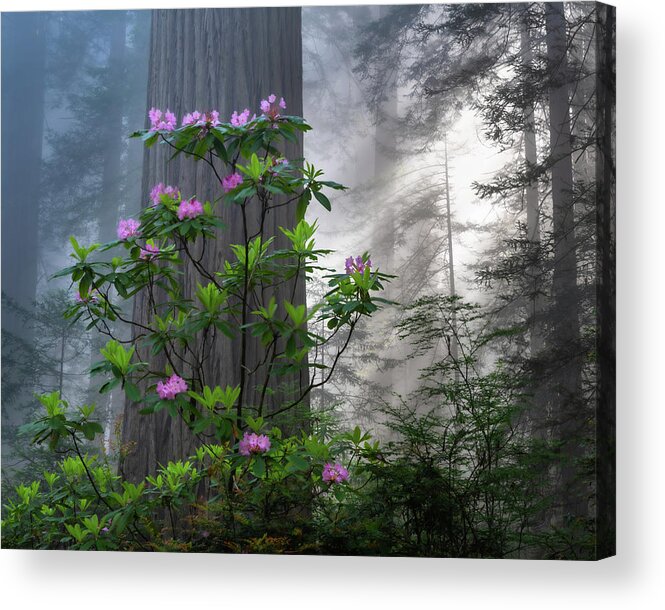 Trees Acrylic Print featuring the photograph Rhodie Crown by Chuck Jason