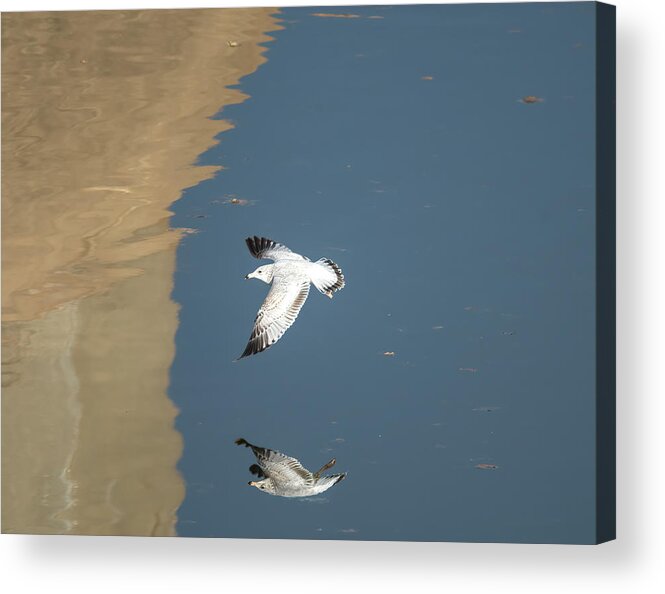 Debra Martz Acrylic Print featuring the photograph Ring-billed Gull In Flight by Debra Martz