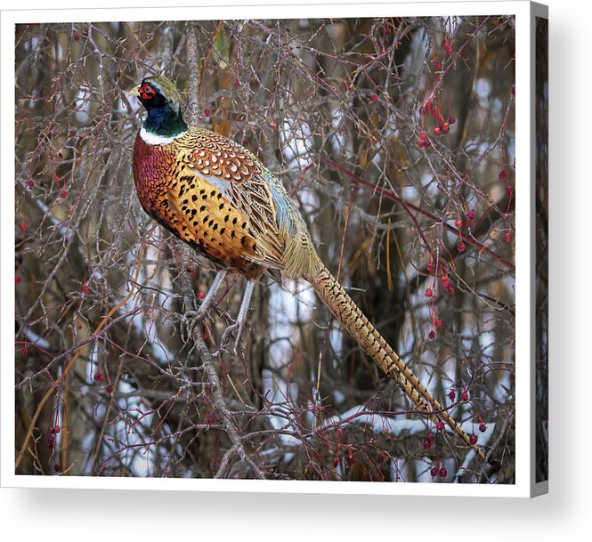 Pheasant Acrylic Print featuring the photograph Ring Necked Pheasant by James Overesch