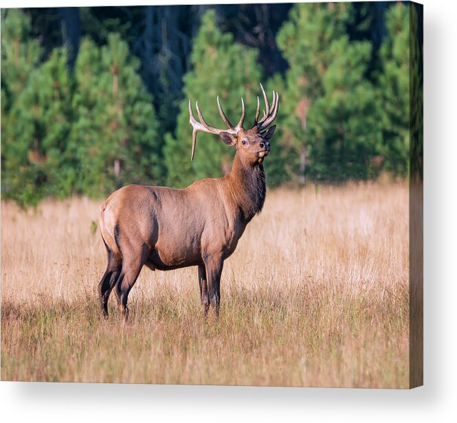 Loree Johnson Photography Acrylic Print featuring the photograph Rocky Mountain Bull Elk by Loree Johnson