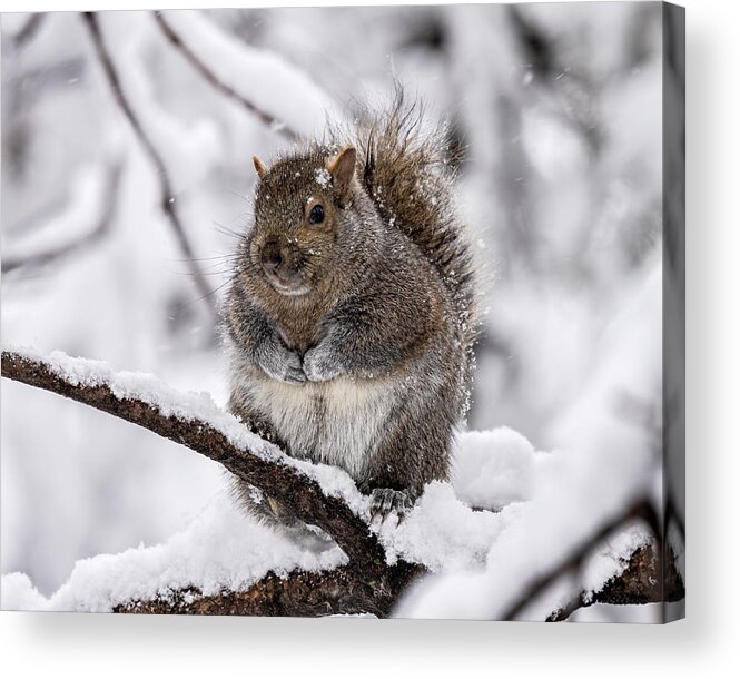 Squirrel Acrylic Print featuring the photograph Roly Poly by James Overesch