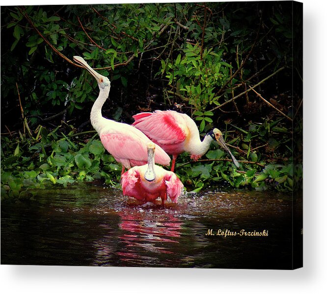 Wild Acrylic Print featuring the photograph Roseata Spoonbill - Bathtime by Michele A Loftus