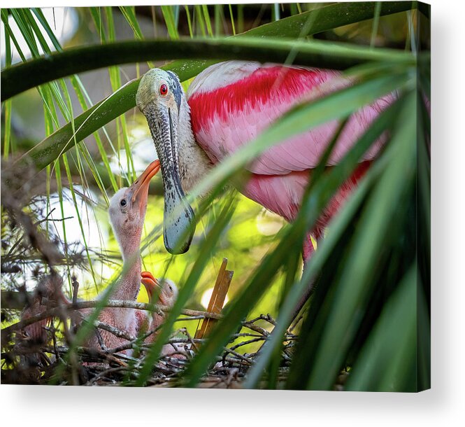 Roseate Spoonbill Acrylic Print featuring the photograph Roseate spoonbill and chicks by Robert Miller