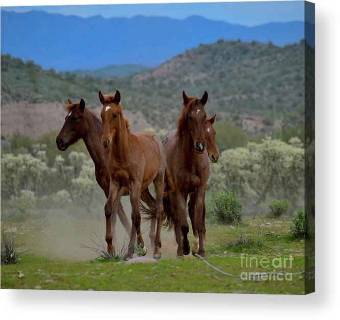 Salt River Wild Horse Acrylic Print featuring the digital art Running Wild and Free by Tammy Keyes