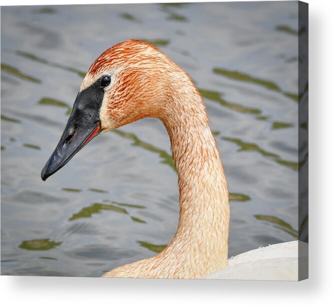 Rusty Neck Swan Acrylic Print featuring the photograph Rusty Neck Swan by Michelle Wittensoldner
