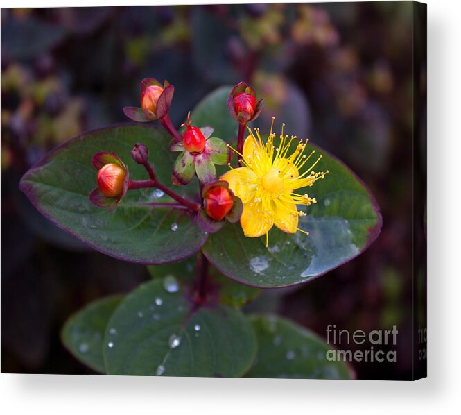 Saint John's Wort Acrylic Print featuring the photograph Saint Johns Wort and Berries by Sea Change Vibes