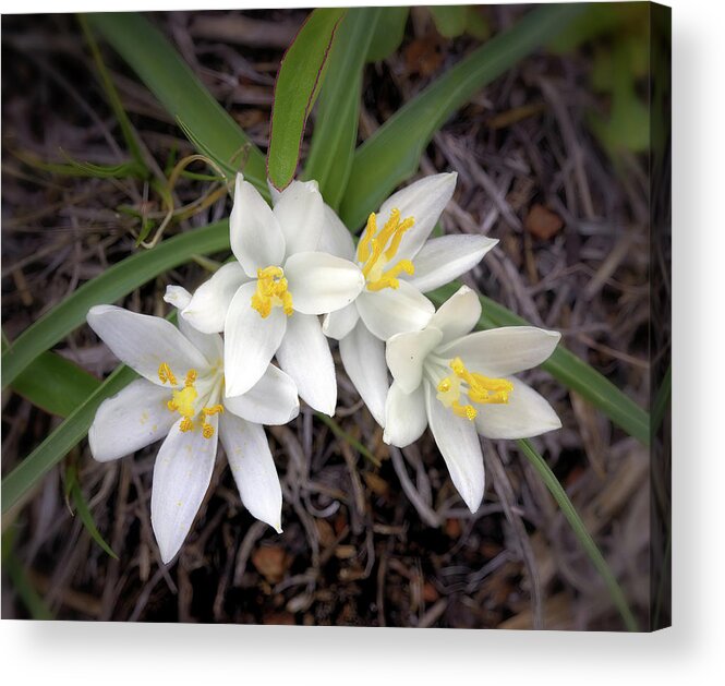 Sand Lilies Acrylic Print featuring the photograph Sand Lilies by Bob Falcone