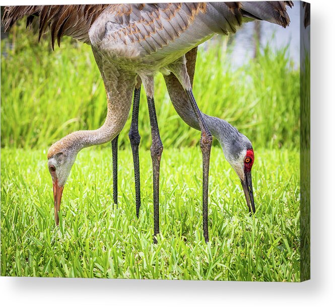 Birds Acrylic Print featuring the photograph Sandhill Cranes pair by Joe Myeress
