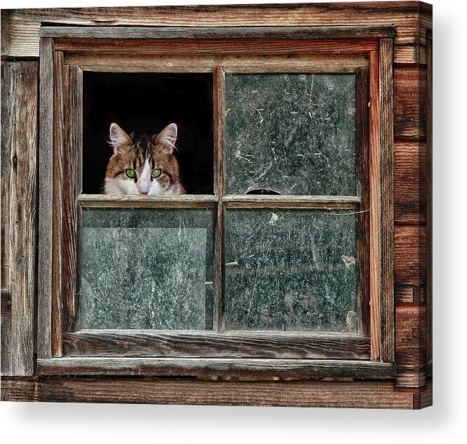 Photo Acrylic Print featuring the photograph Scaredy Cat by Anthony M Davis