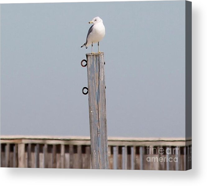 Seagull Acrylic Print featuring the photograph Seagull Sunning by Catherine Wilson