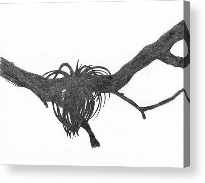 Giant Airplant Acrylic Print featuring the drawing Shadow Cast by Giant Airplant by Teresamarie Yawn