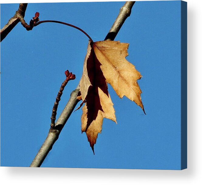 Autumn Acrylic Print featuring the photograph Shadows of Autumn by Sarah Lilja