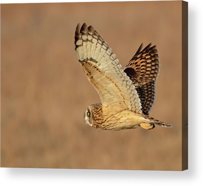 Owl Acrylic Print featuring the photograph Short-eared Owl on the Tallgrass Prairie #2 by Mindy Musick King