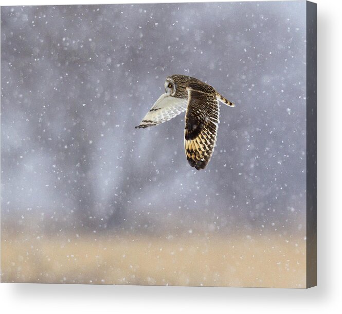 Owl Acrylic Print featuring the photograph Shorty Winterscape by Timothy McIntyre