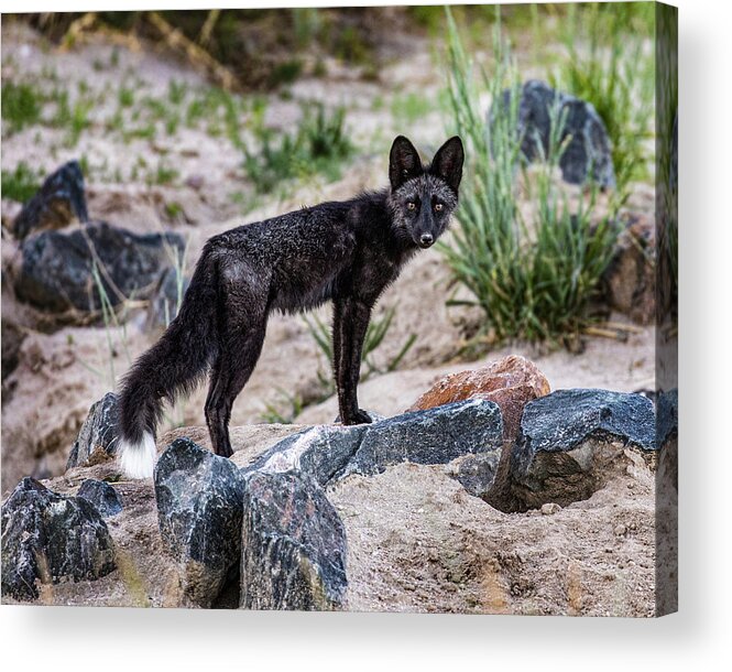 Animals Acrylic Print featuring the photograph Silver Fox Standing by Dawn Key