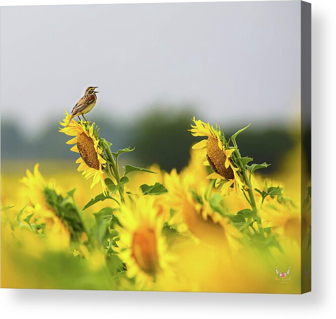 Dickcissel Acrylic Print featuring the photograph Singing Bird on Sunflowers by Pam Rendall