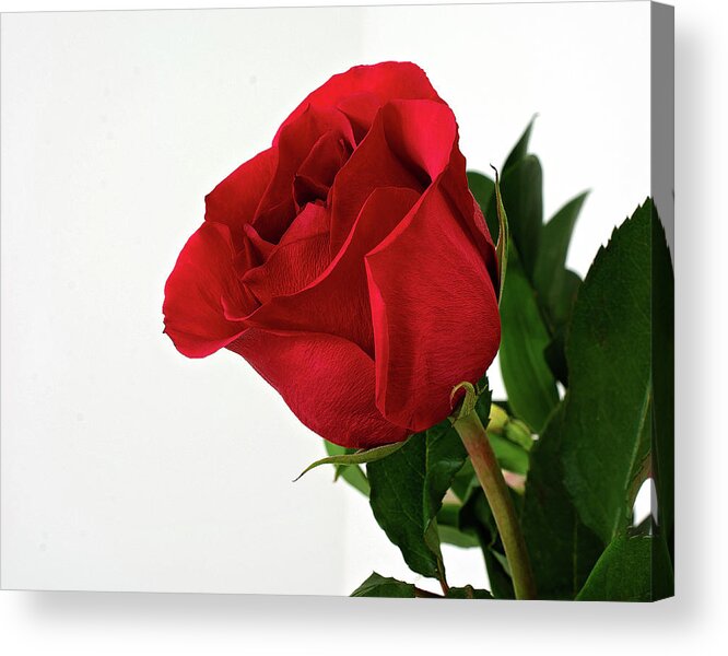 Single Red Rose Wall Art Acrylic Print featuring the photograph Single Red Rose by Gwen Gibson