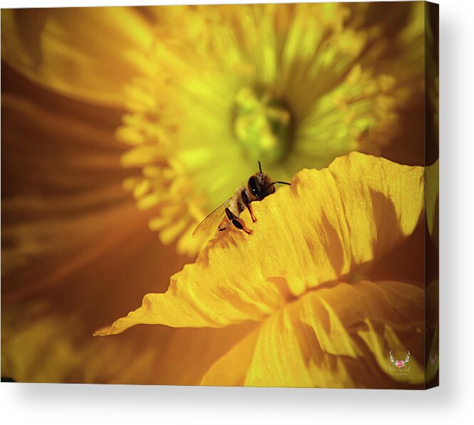 Yellow Acrylic Print featuring the photograph Sleeping Bee by Pam Rendall