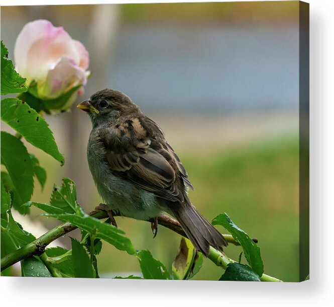 Bird Acrylic Print featuring the photograph Smell The Roses by Cathy Kovarik
