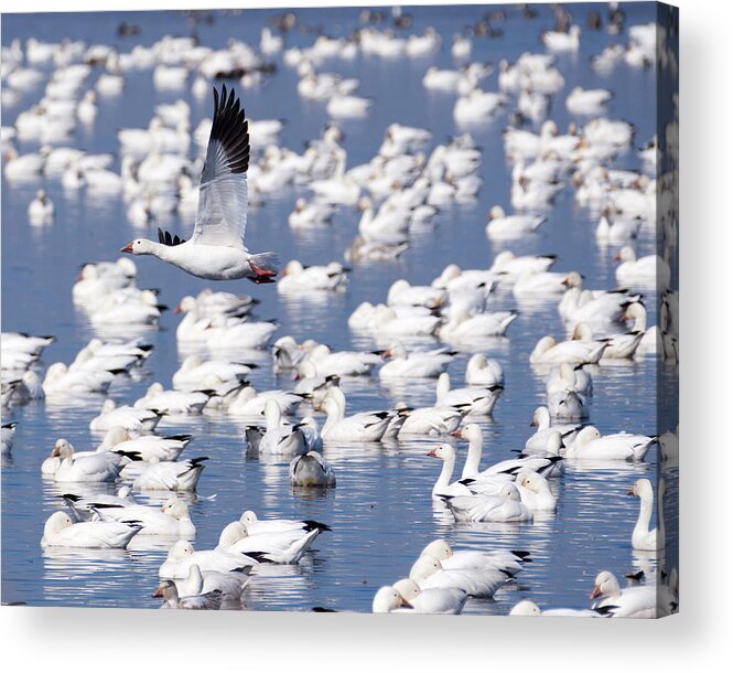 Snow Goose Acrylic Print featuring the photograph Snow Goose over Flock by Flinn Hackett