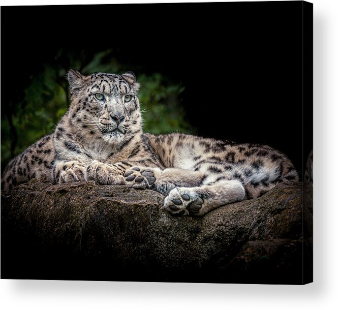 Animal Acrylic Print featuring the photograph Snow Leopard on the rocks by Chris Boulton
