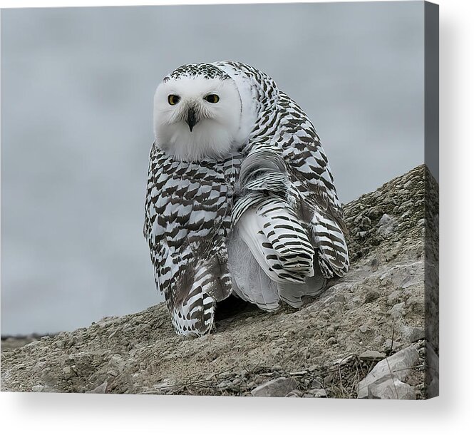 Snowy Acrylic Print featuring the photograph Snowy by Wade Aiken